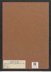 Plagiogramma stipitatum Grun. (de-Toni-Nr.: Genus 83, Species 2908) Zeichnungen Sammlung Grunow Mappe 03082 (Herbarium_W_Grunow_drawings_Folder_03082)